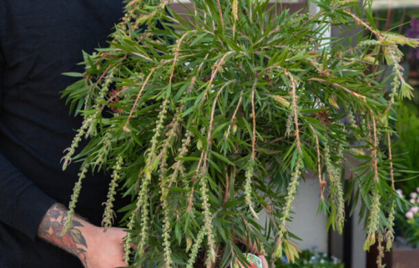 Pokojovky